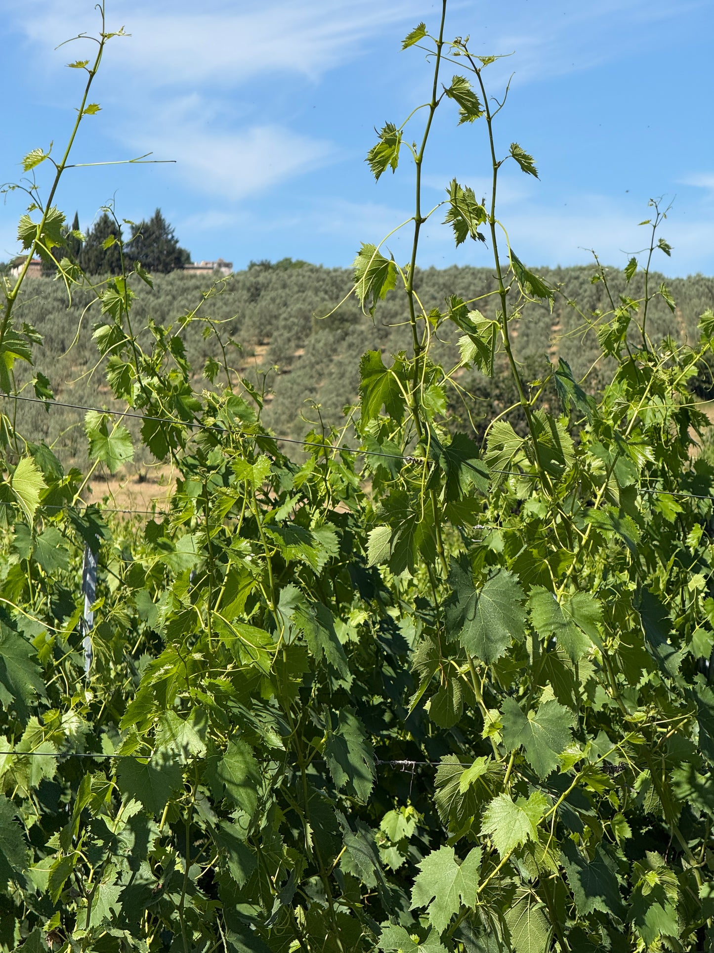 Splendid Vineyard in Pergine Valdarno - Exclusive Agricultural Opportunity