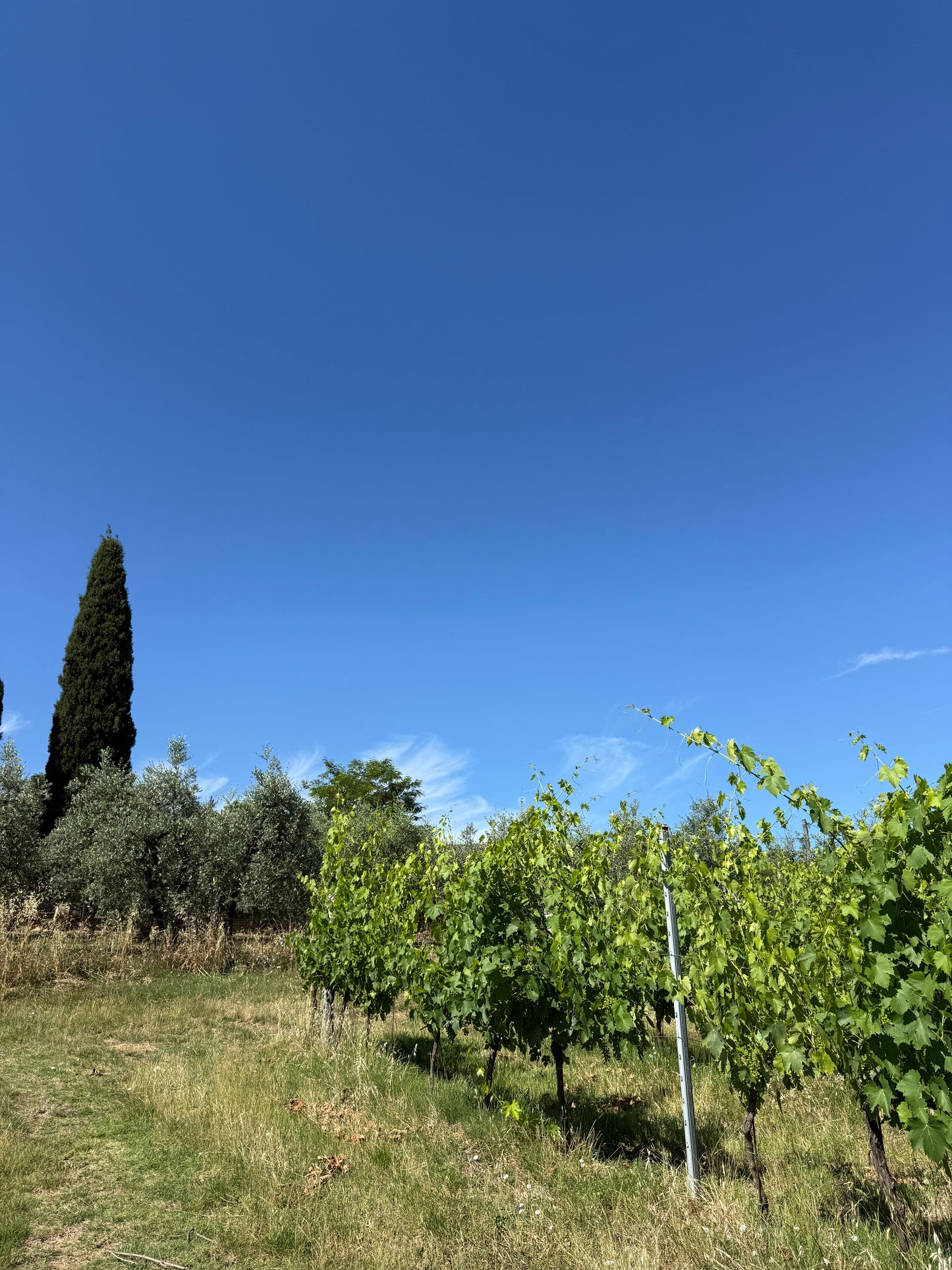 Splendid Vineyard in Pergine Valdarno - Exclusive Agricultural Opportunity