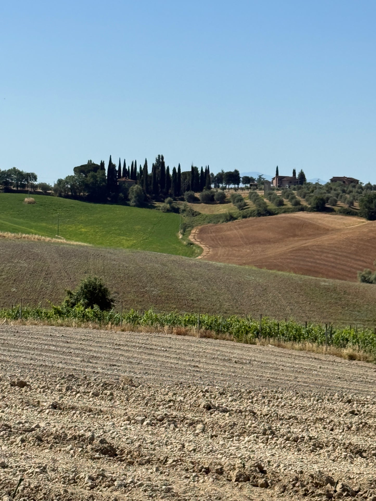 Farm with vineyard in Castelnuovo Berardenga - Siena
