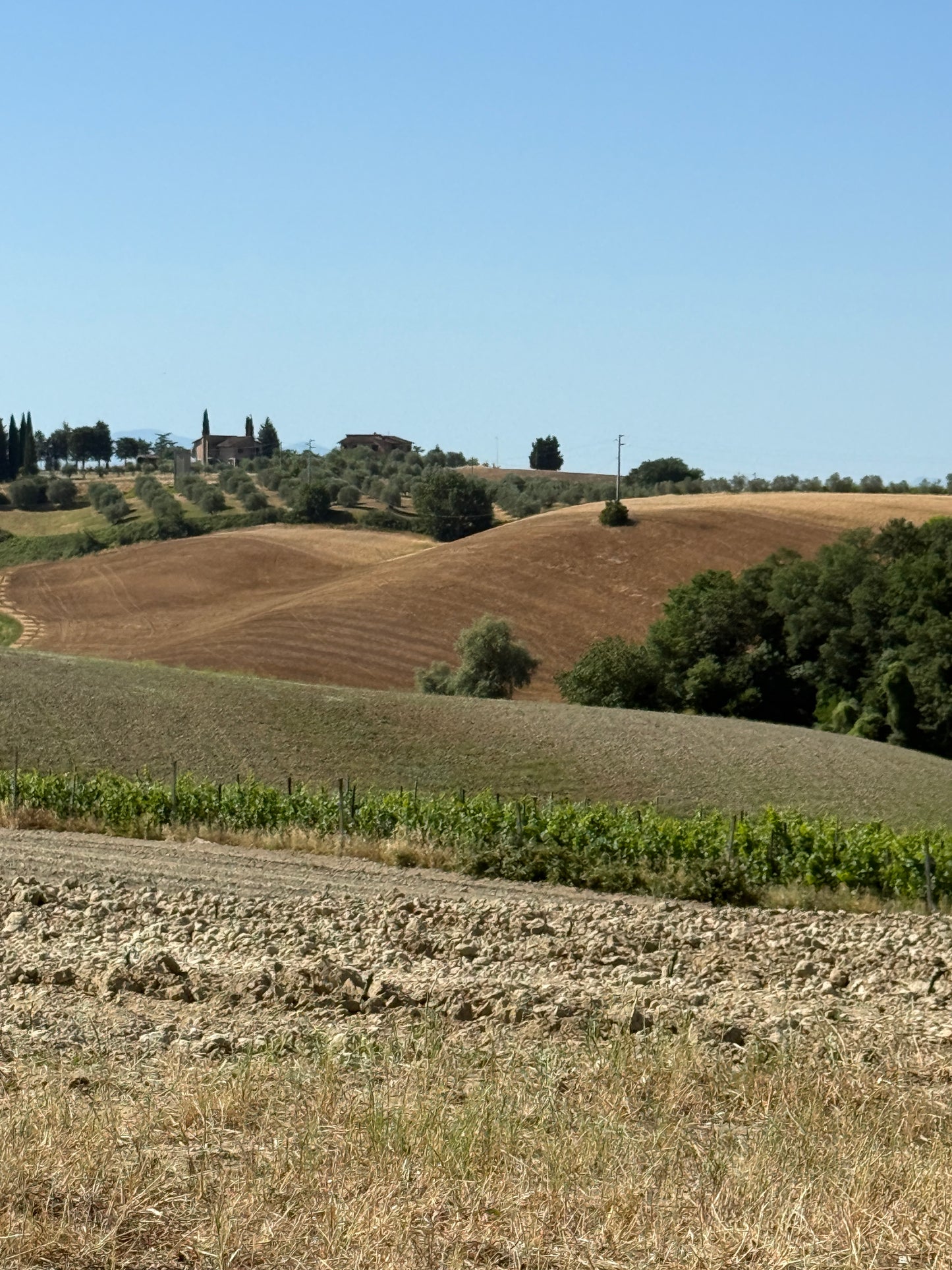 Farm with vineyard in Castelnuovo Berardenga - Siena