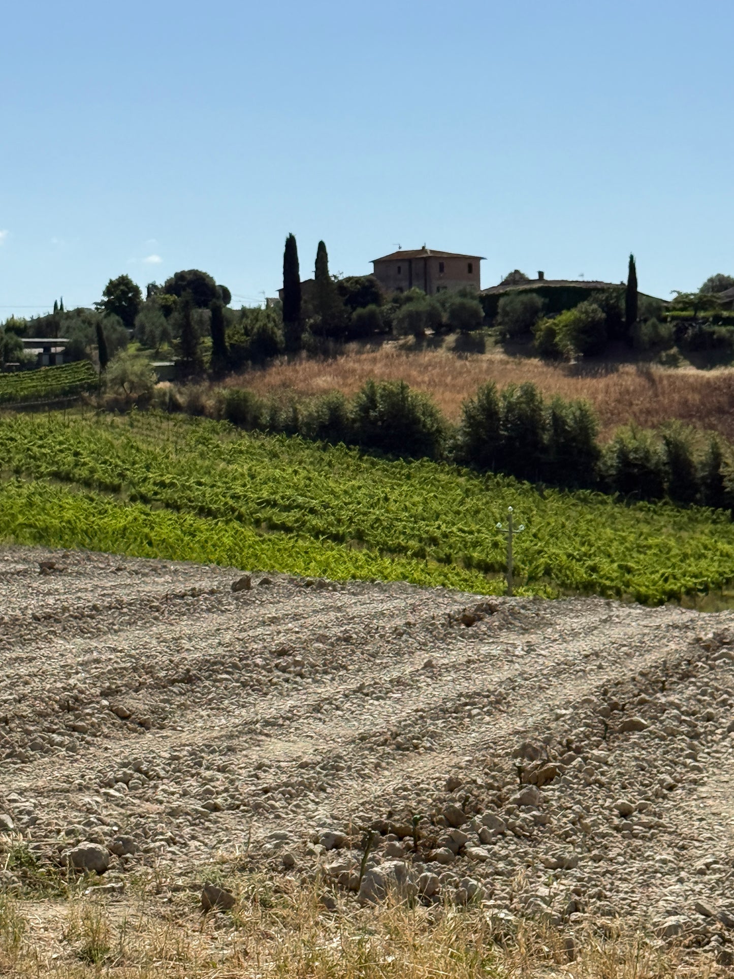 Farm with vineyard in Castelnuovo Berardenga - Siena