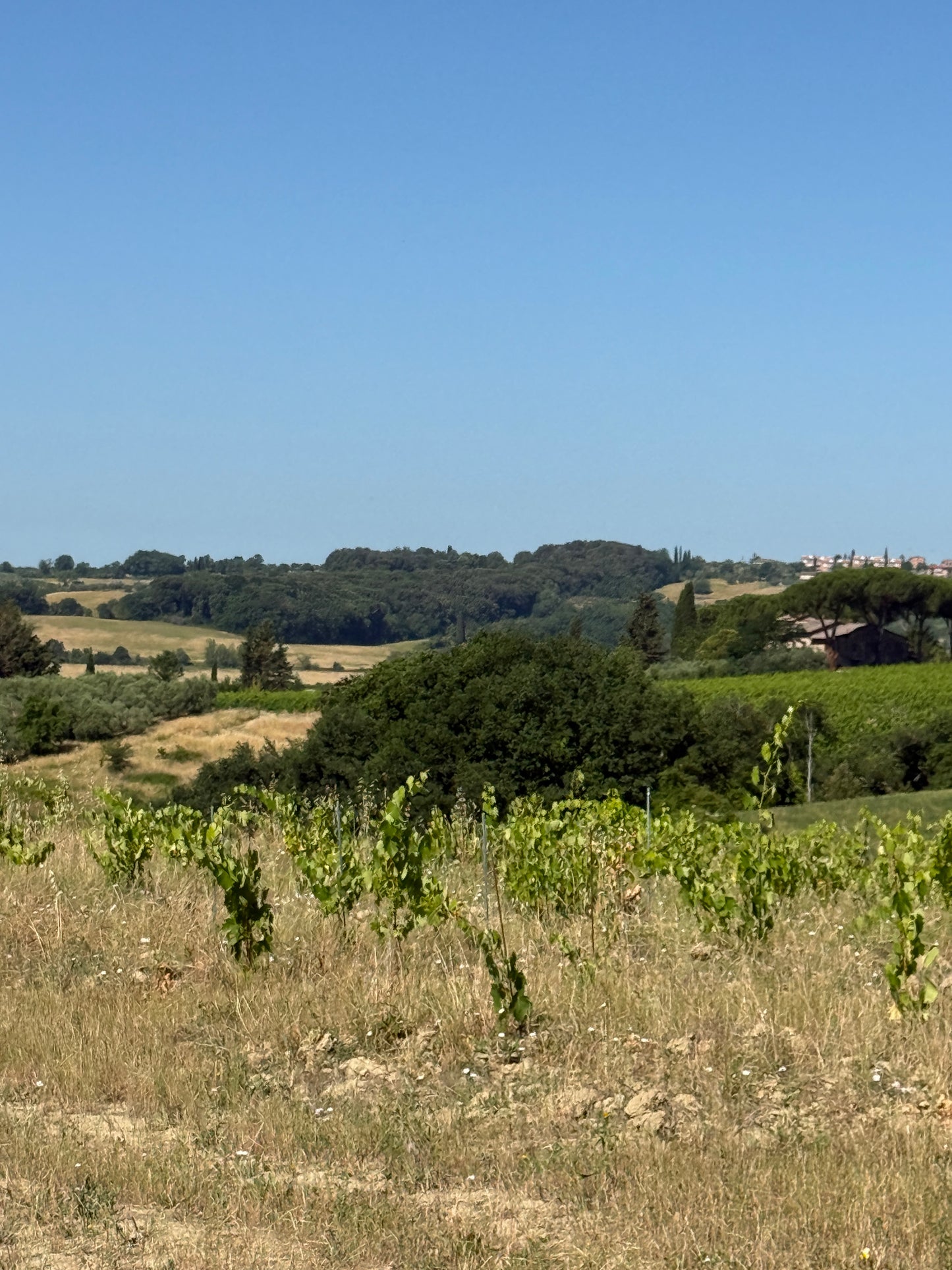 Farm with vineyard in Castelnuovo Berardenga - Siena