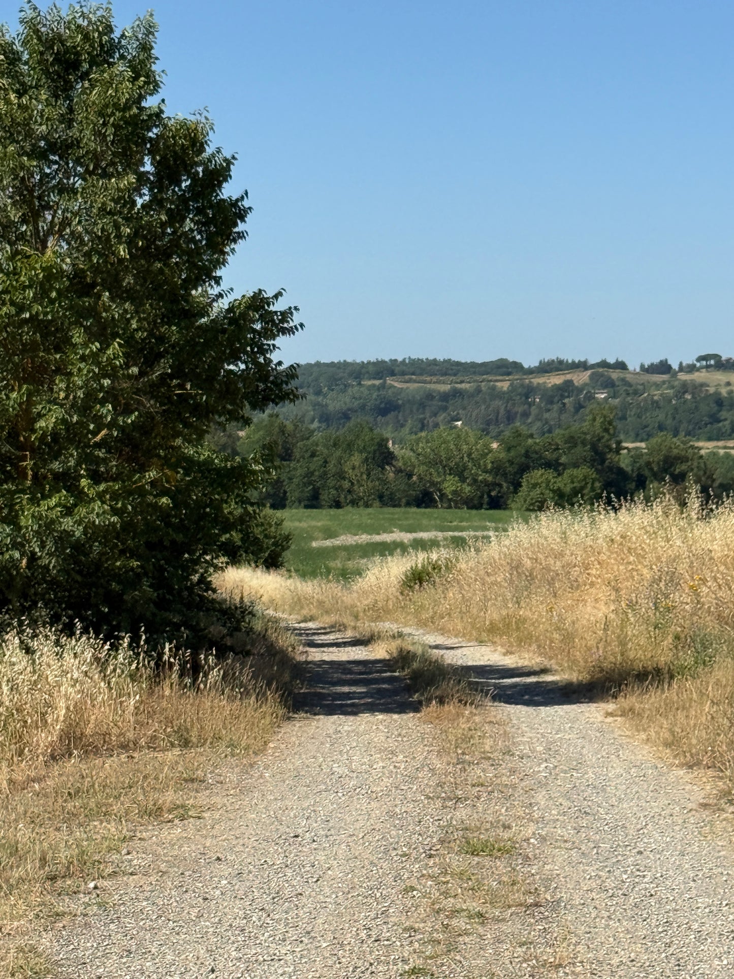 Farm with vineyard in Castelnuovo Berardenga - Siena
