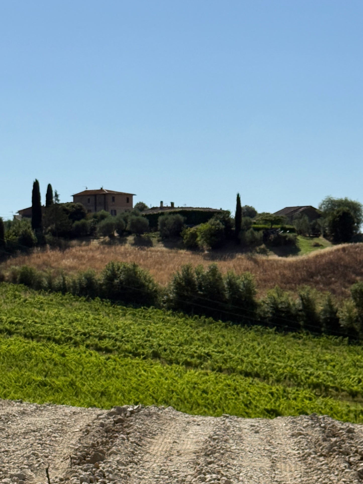 Farm with vineyard in Castelnuovo Berardenga - Siena