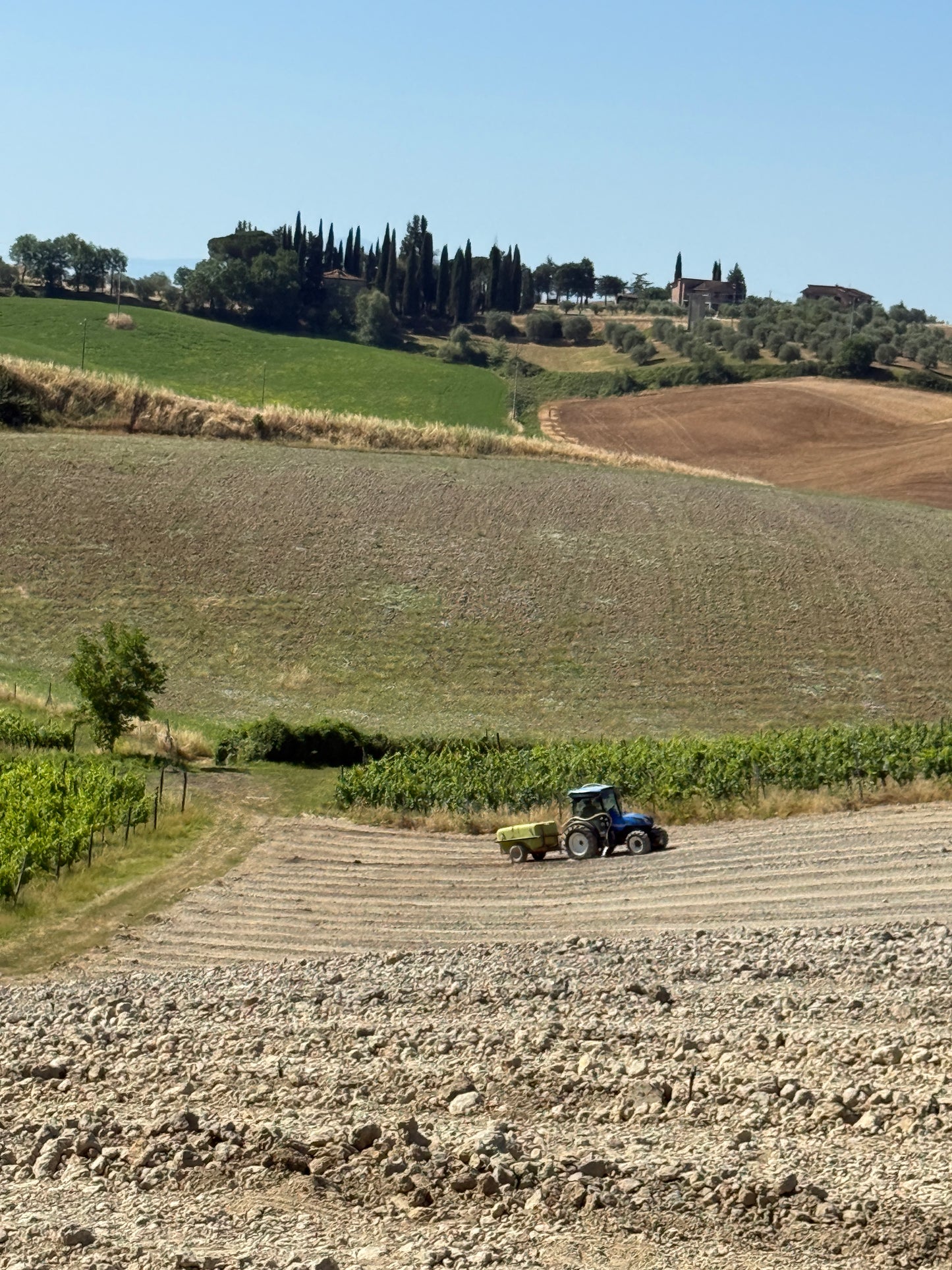 Farm with vineyard in Castelnuovo Berardenga - Siena