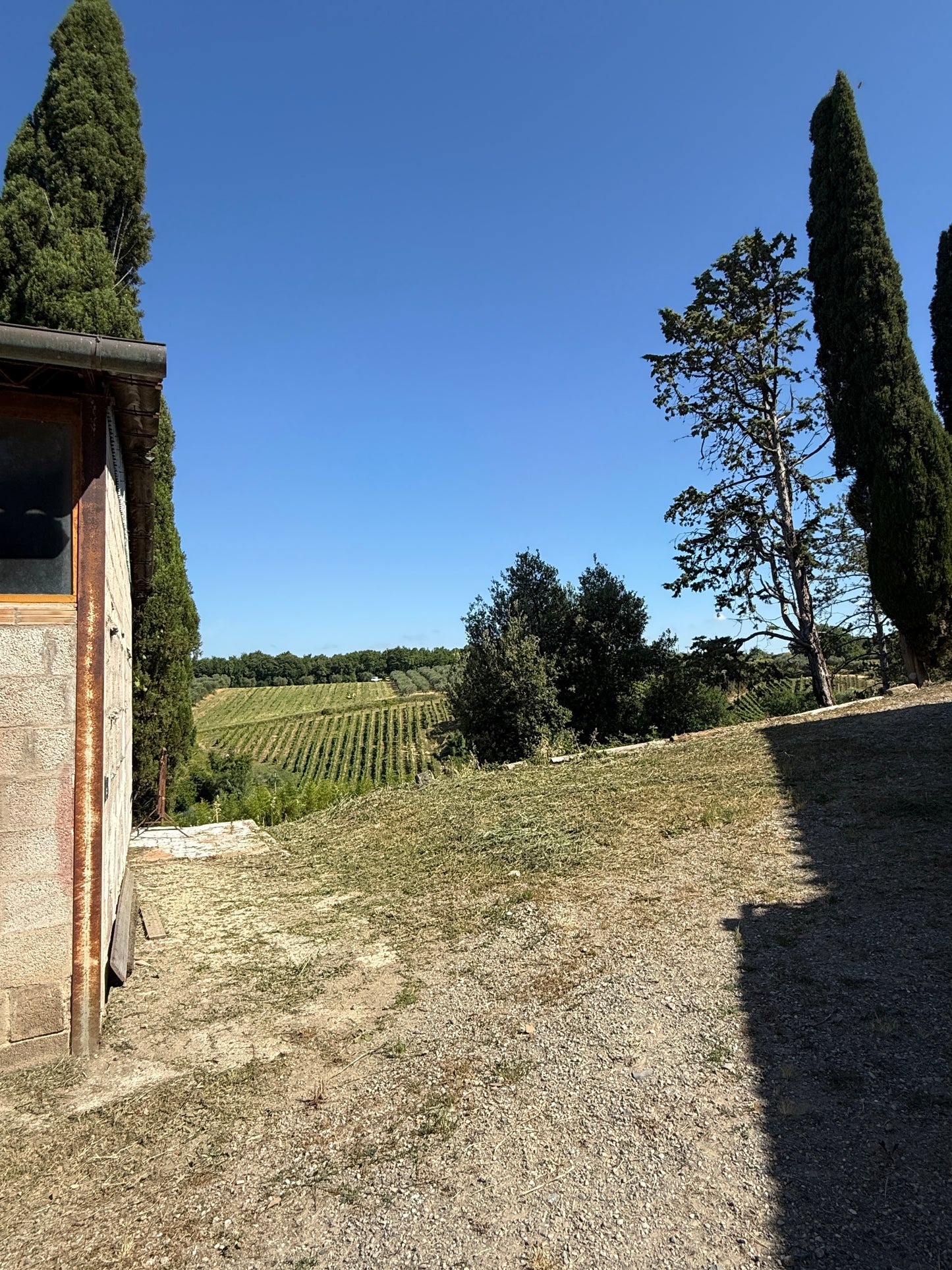 Farm with vineyard in Castelnuovo Berardenga - Siena