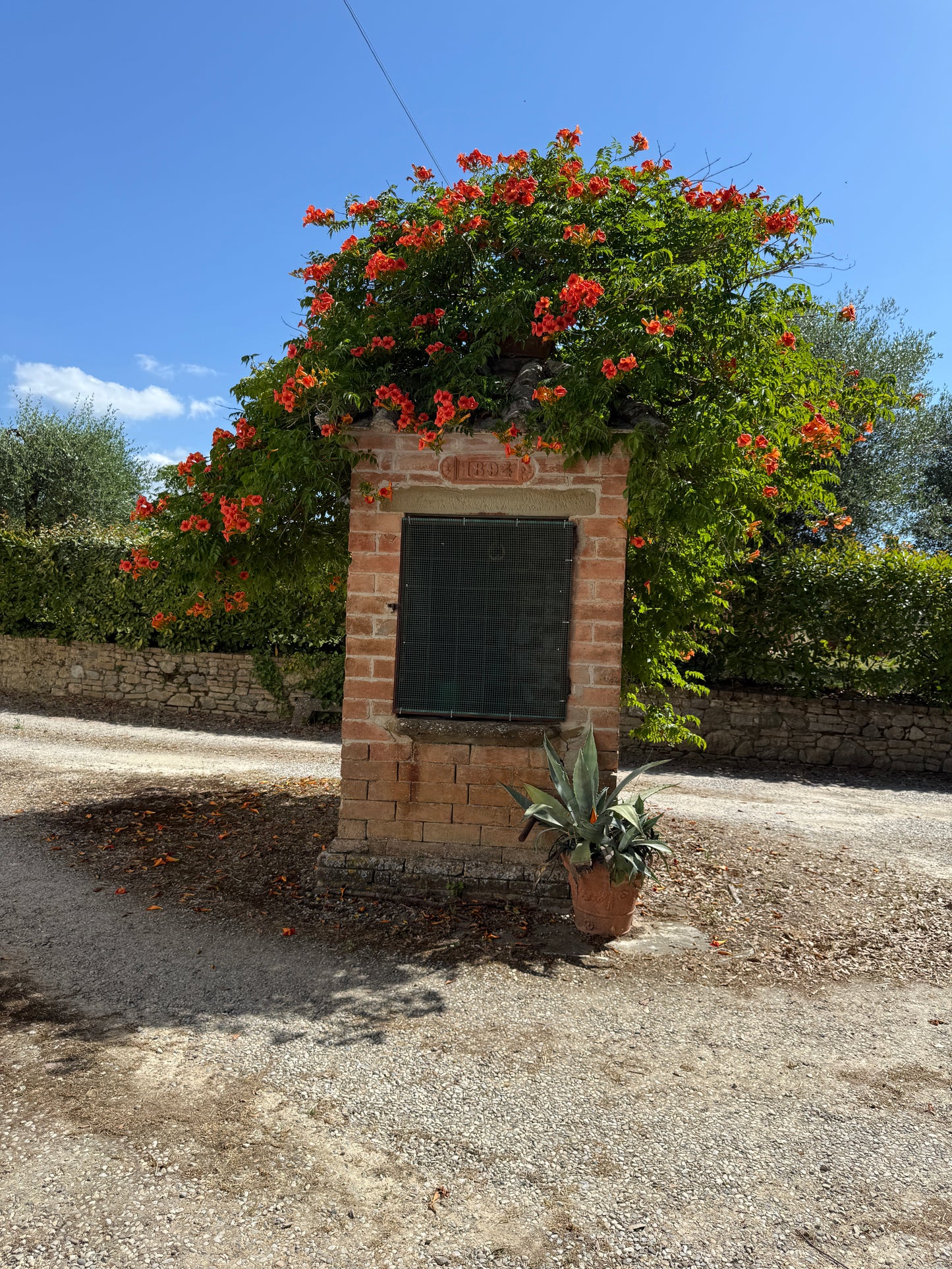 Farm with vineyard in Castelnuovo Berardenga - Siena