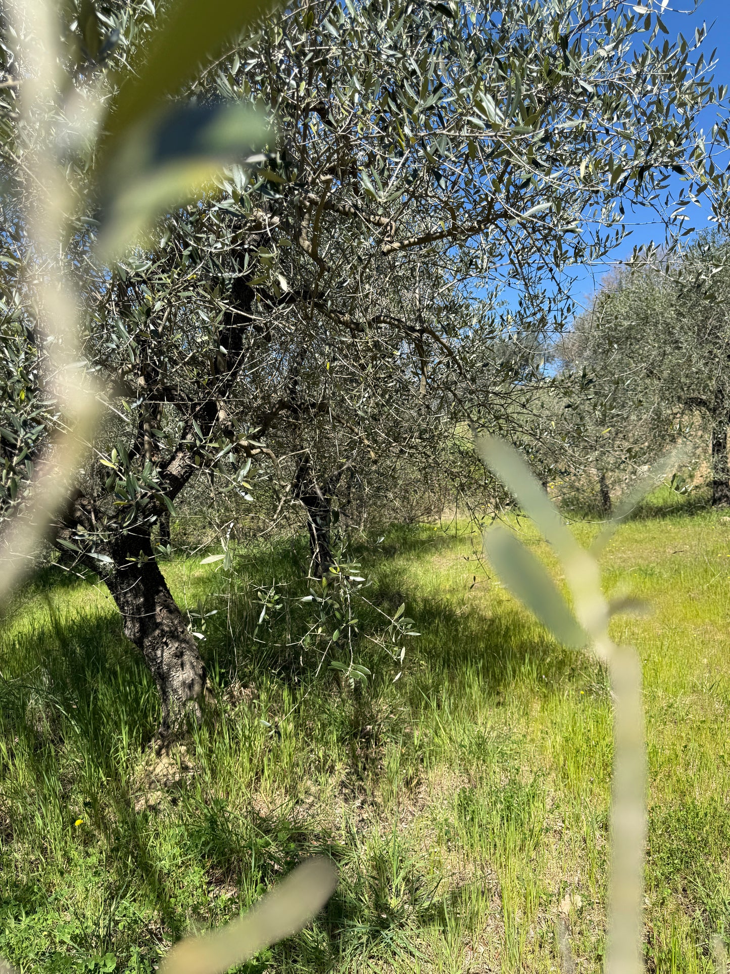 Olive trees and wineyard