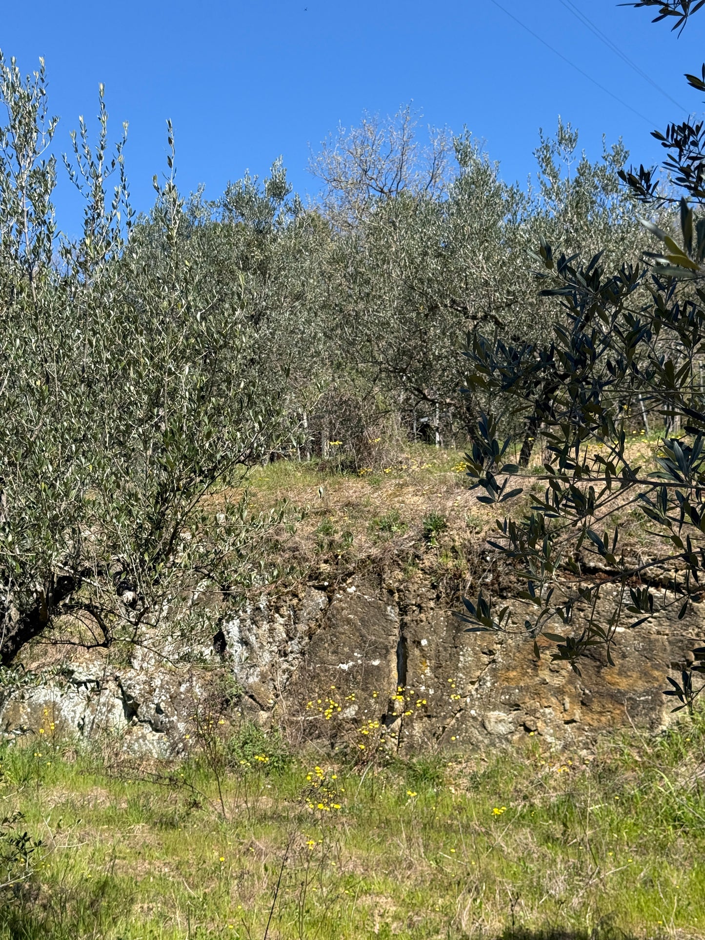Olive trees and wineyard