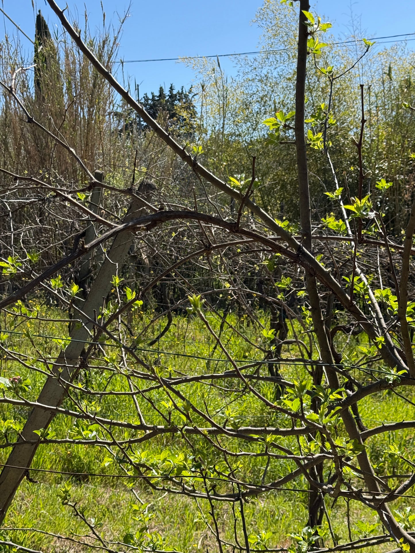 Olive trees and wineyard