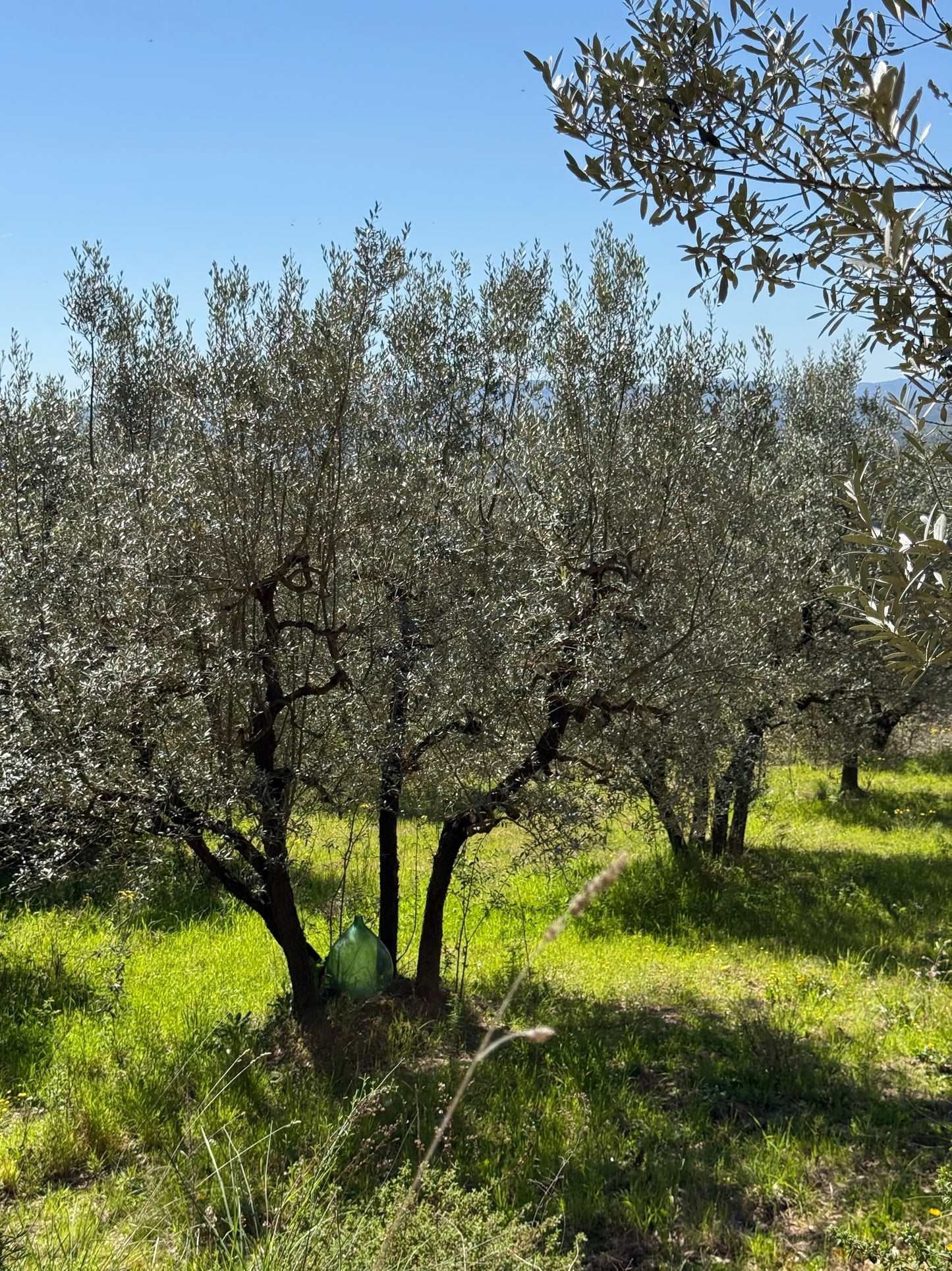 Olive trees and wineyard