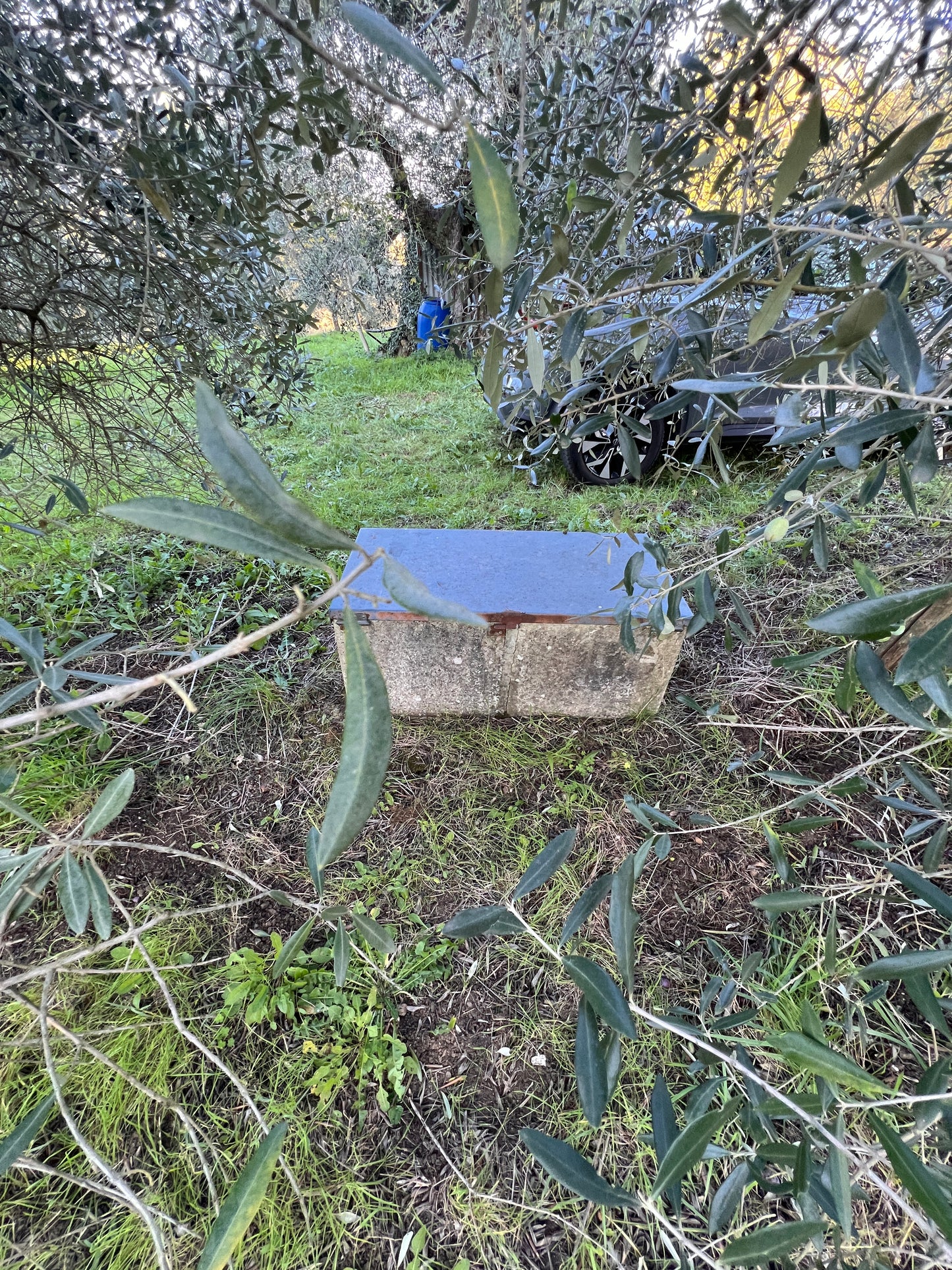 Land with olive trees