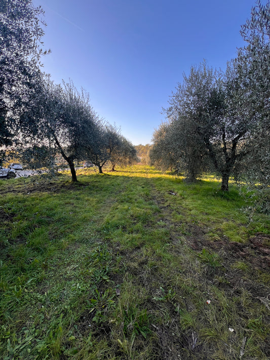 Land with olive trees