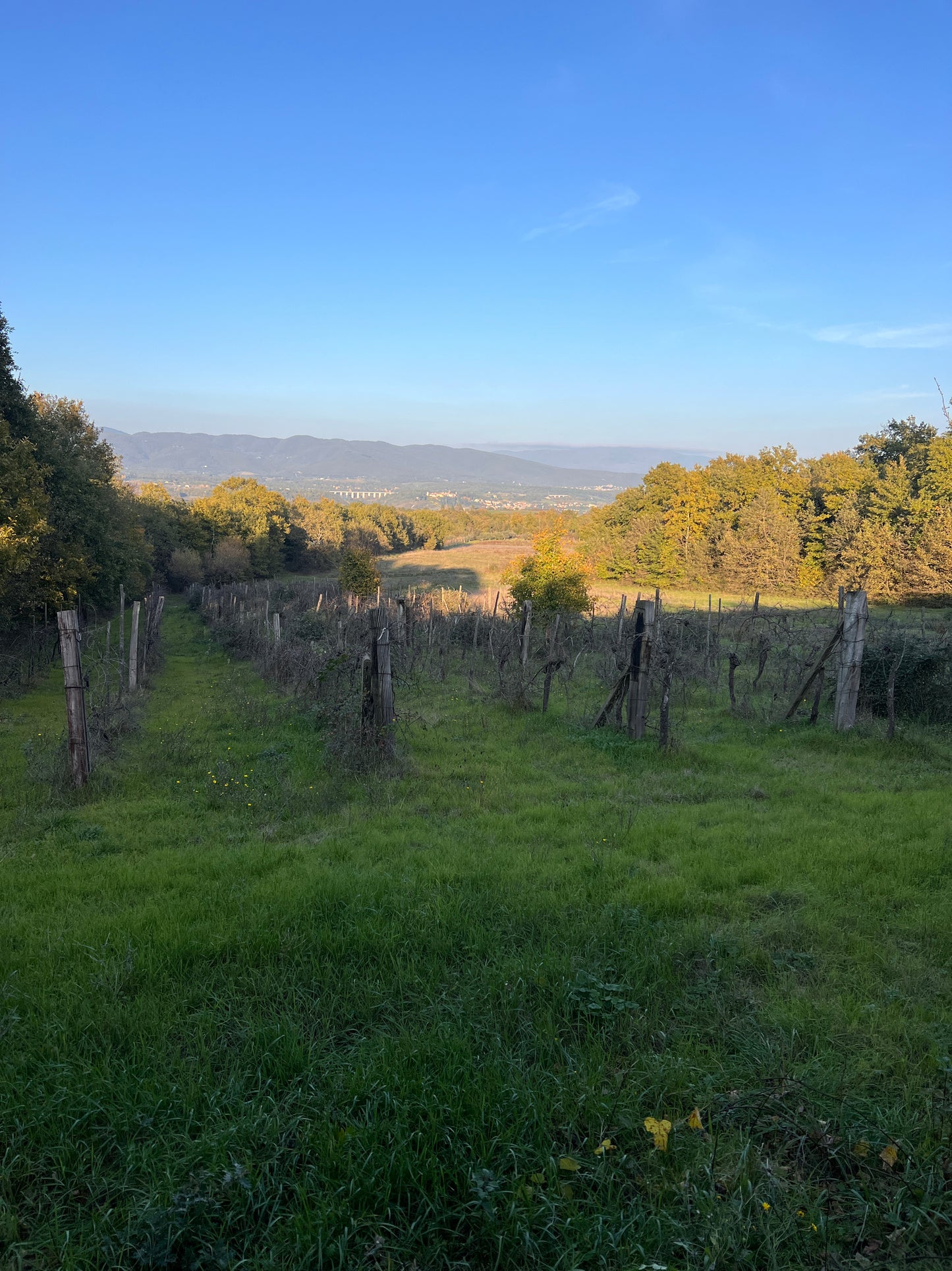 Land with olive trees