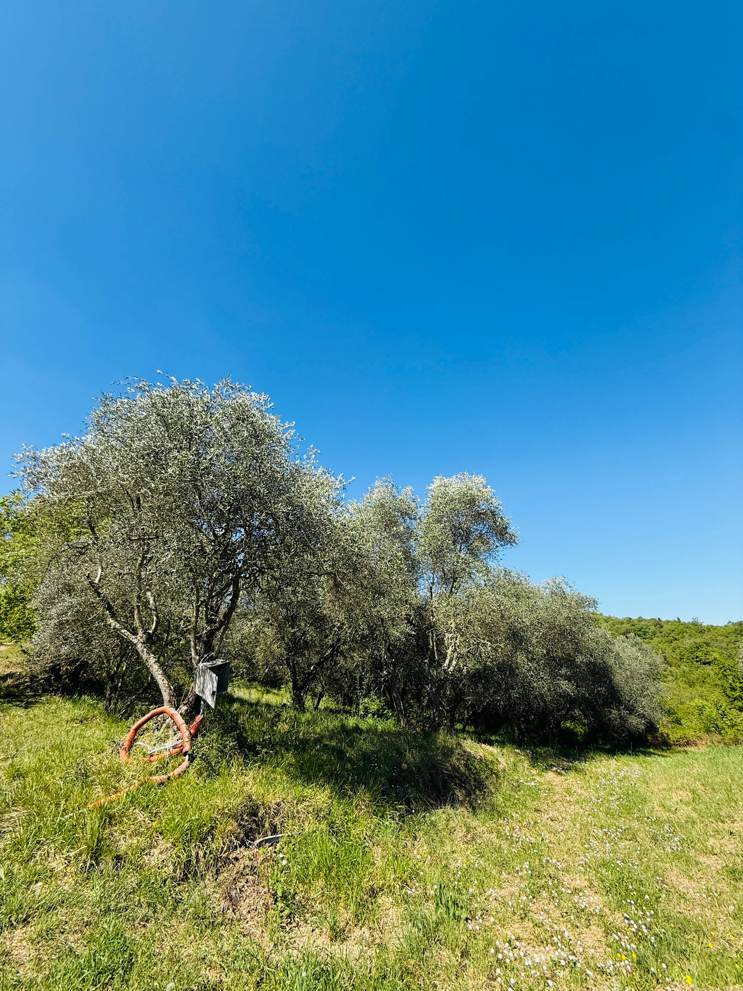 Unfinished stone Leopoldina with panoramic view