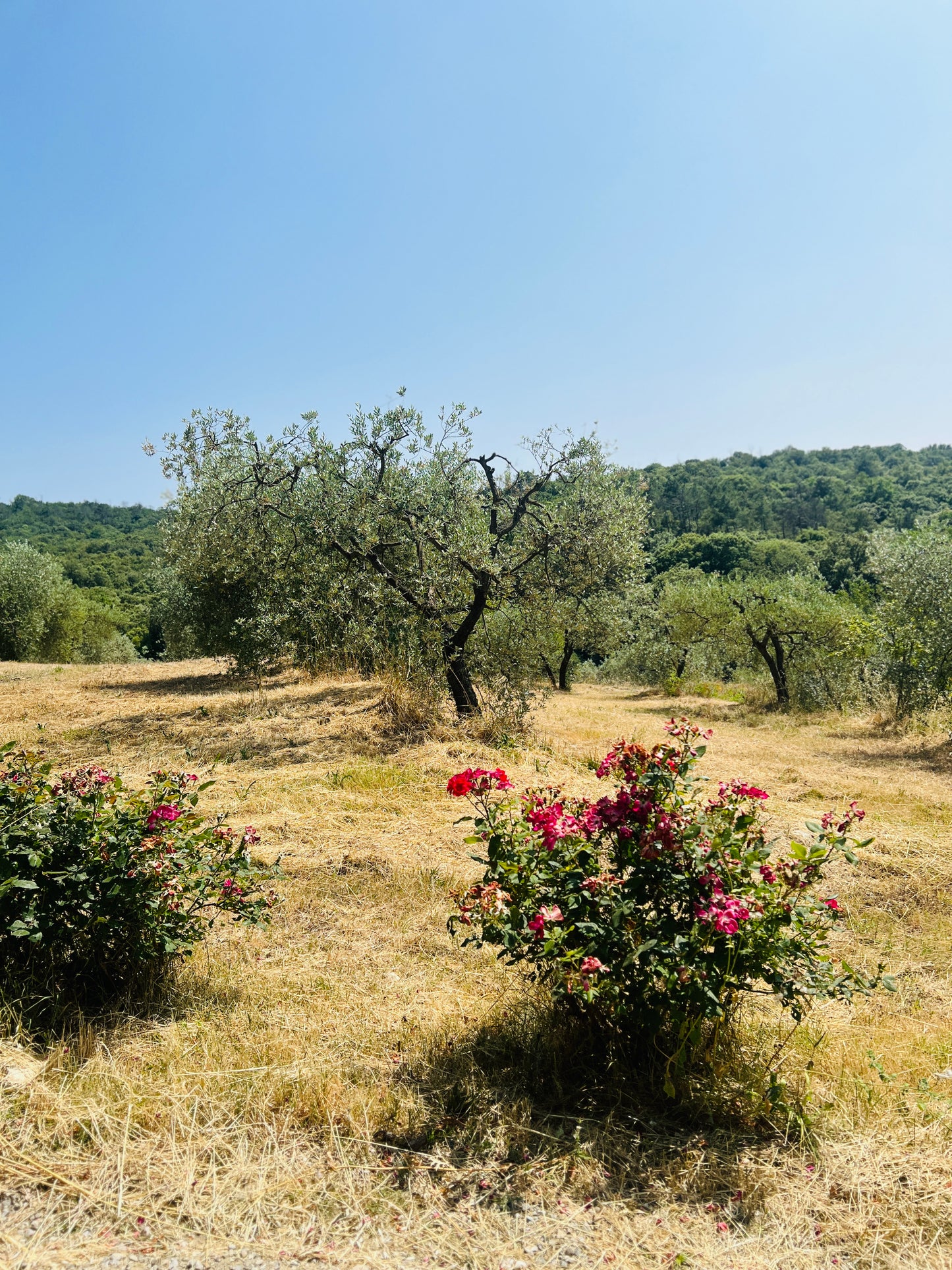 Tuscan Farmhouse