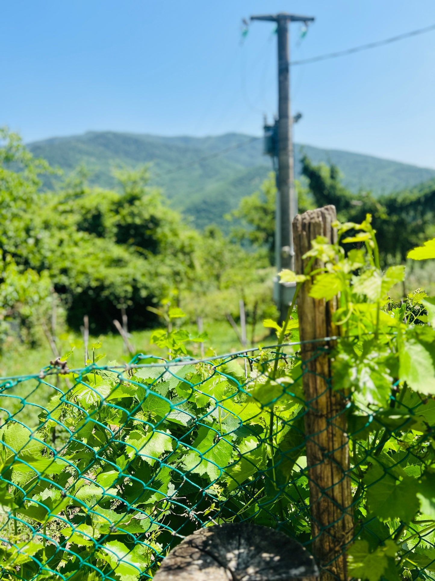Renovated apartments in the Casentino forest