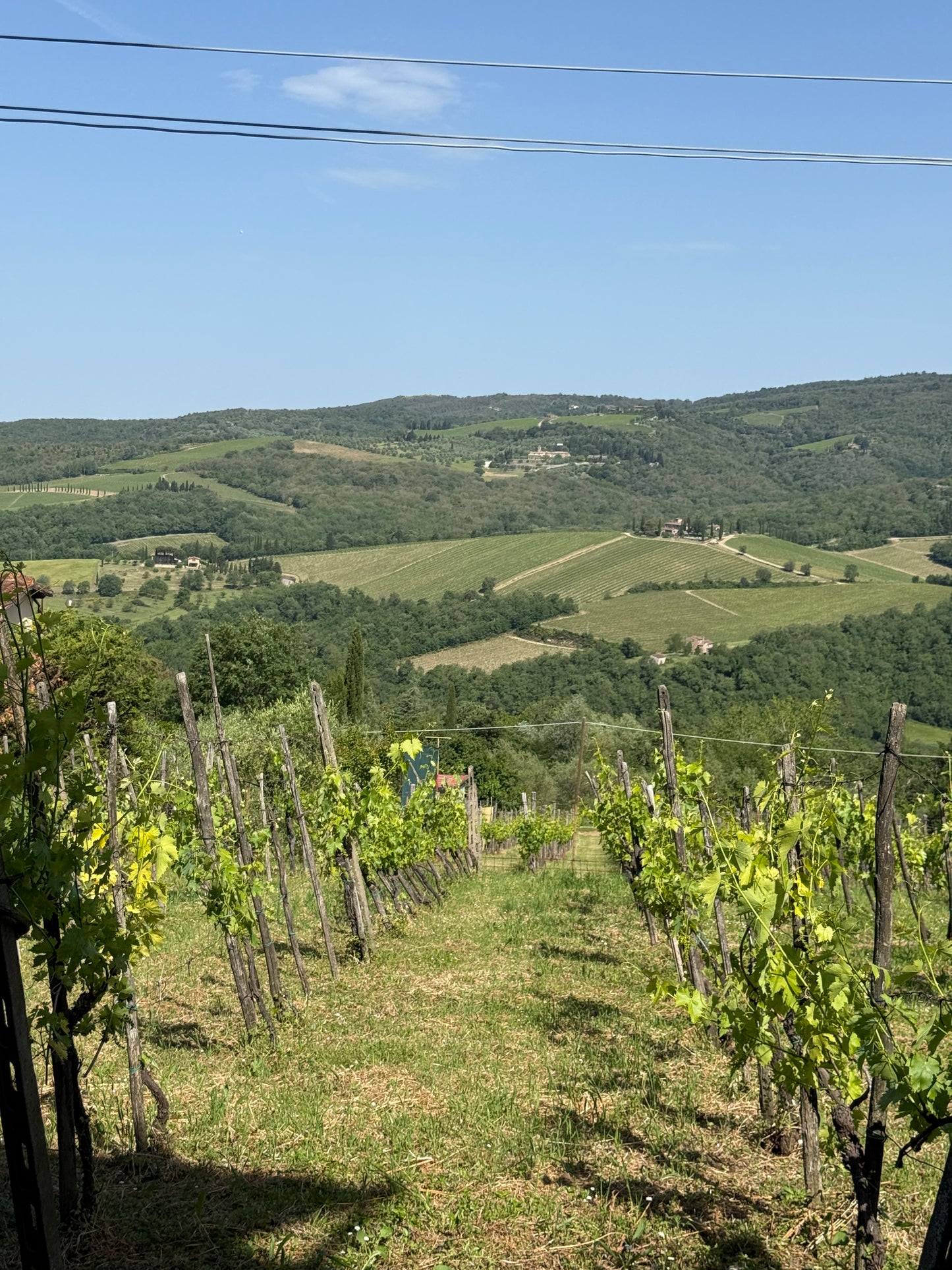 House with vineyard