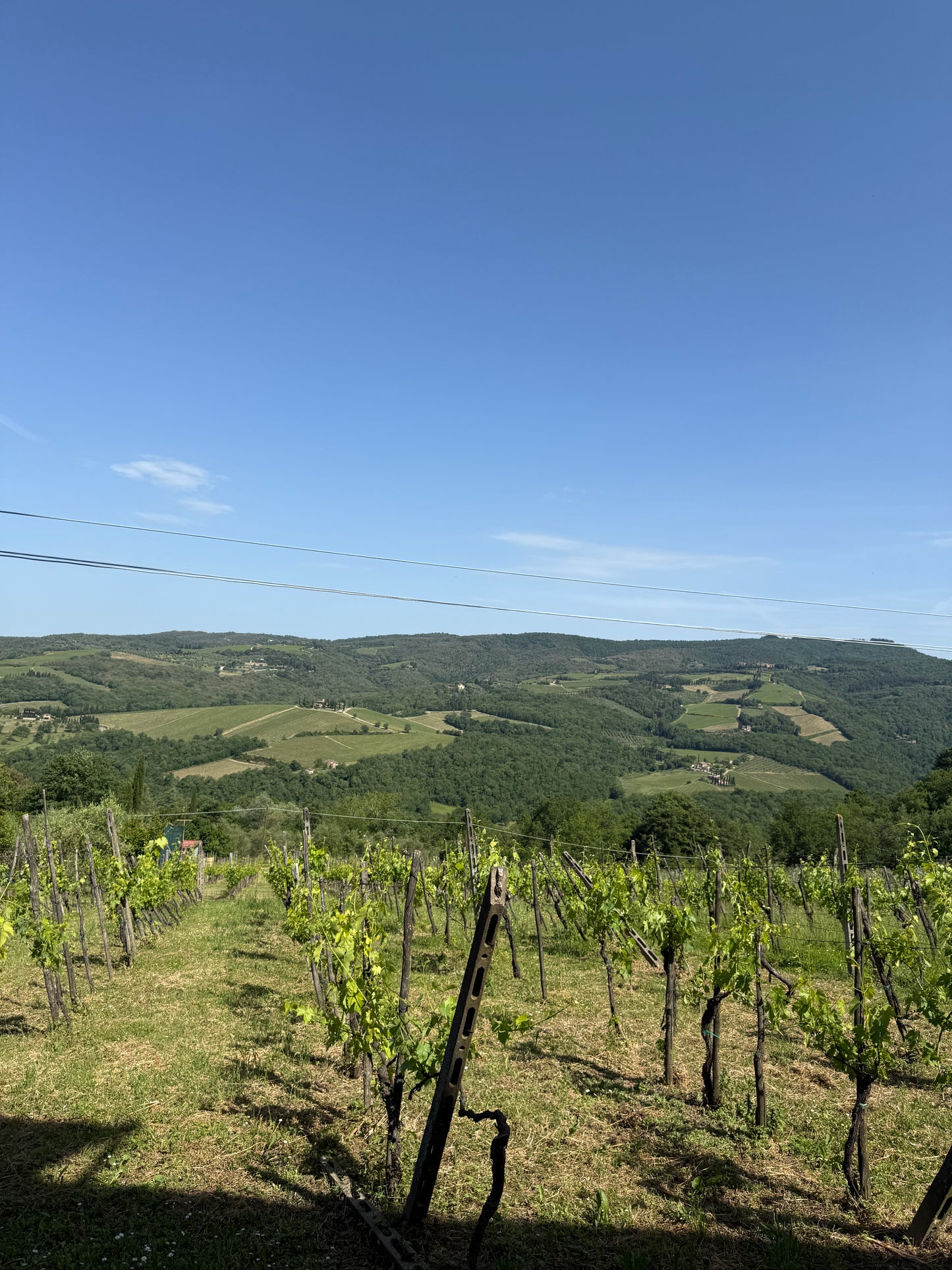House with vineyard