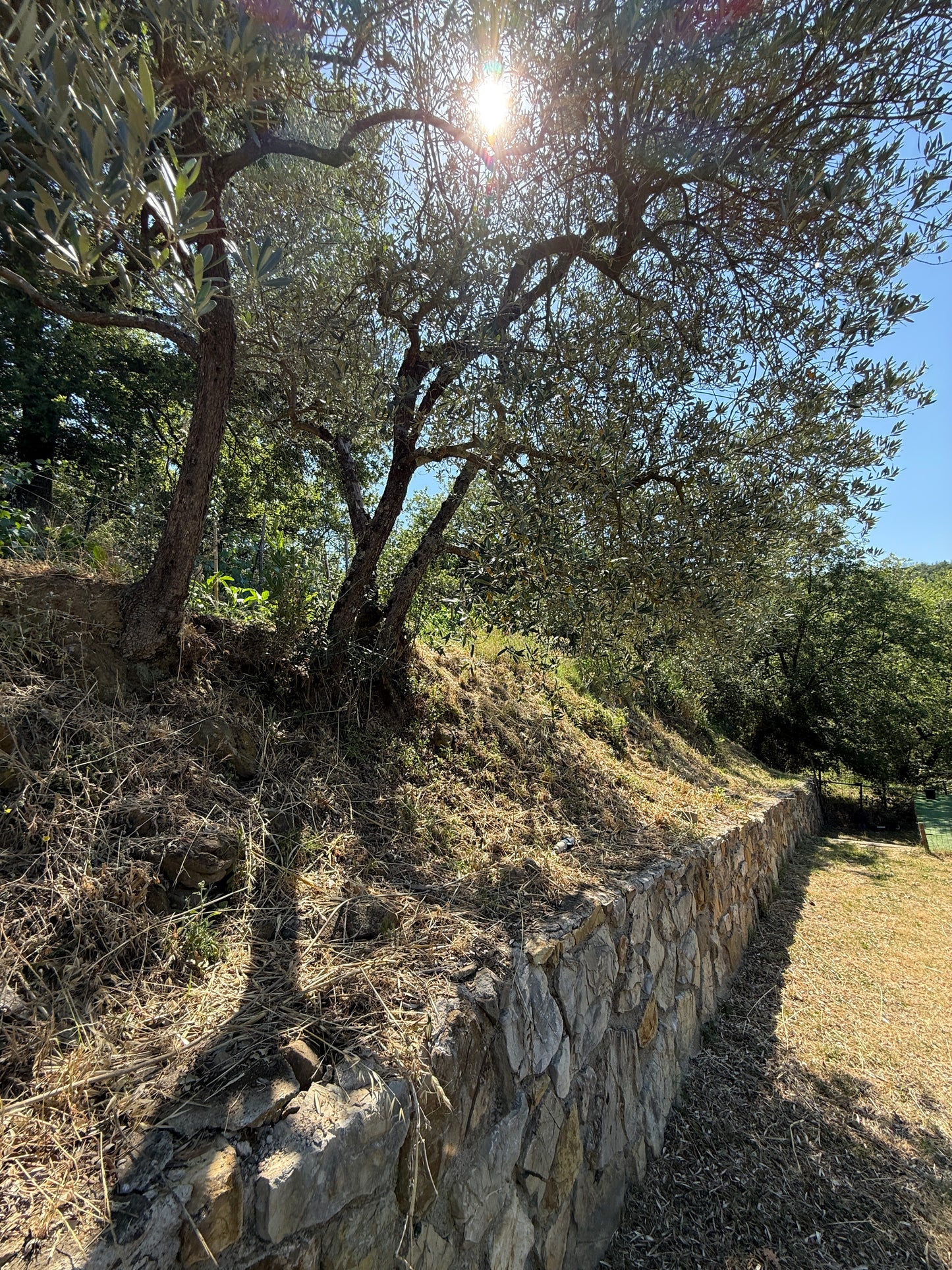 Summer cottage with olive trees in Pergine Valdarno