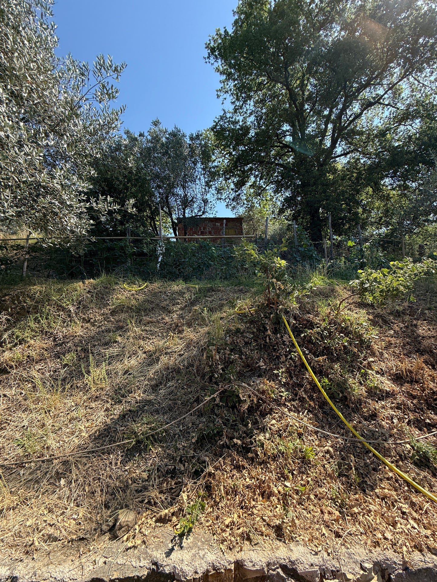Summer cottage with olive trees in Pergine Valdarno