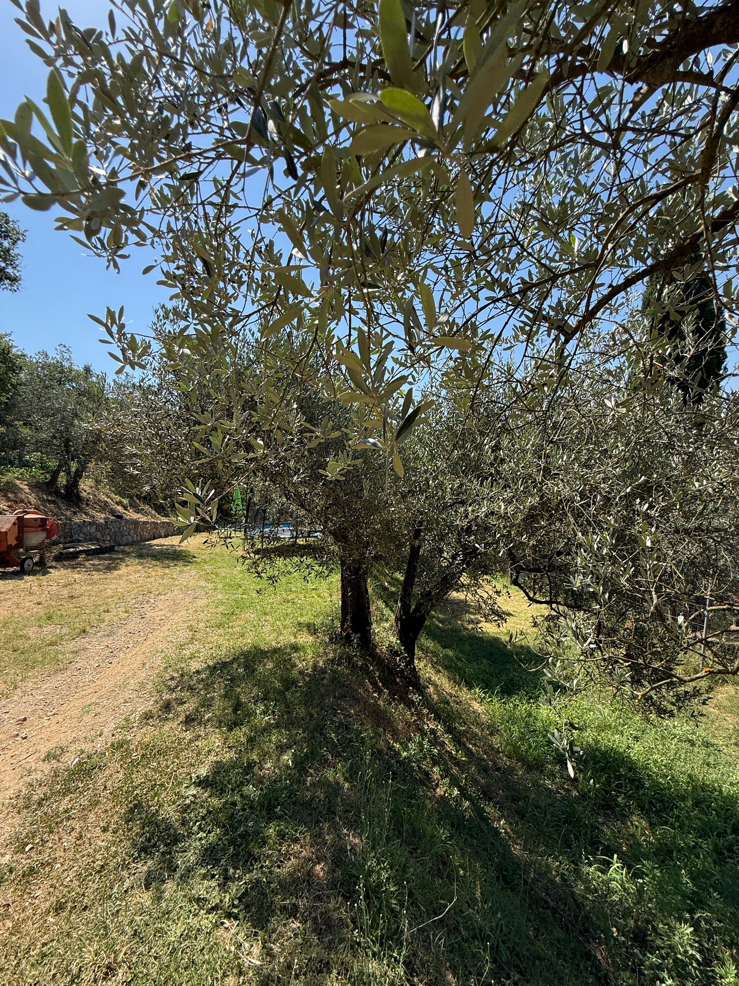 Summer cottage with olive trees in Pergine Valdarno