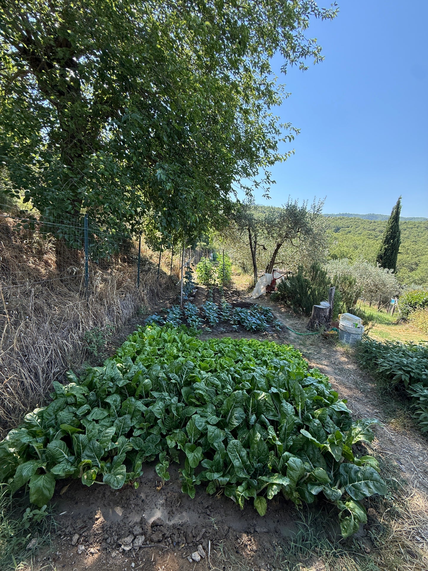 Summer cottage with olive trees in Pergine Valdarno