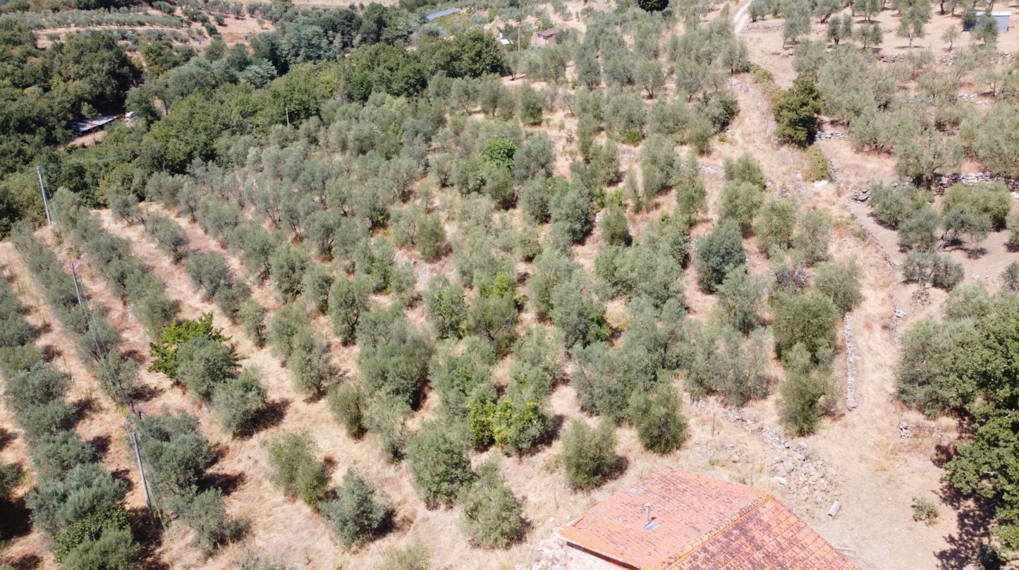 Tuscan Farmhouse