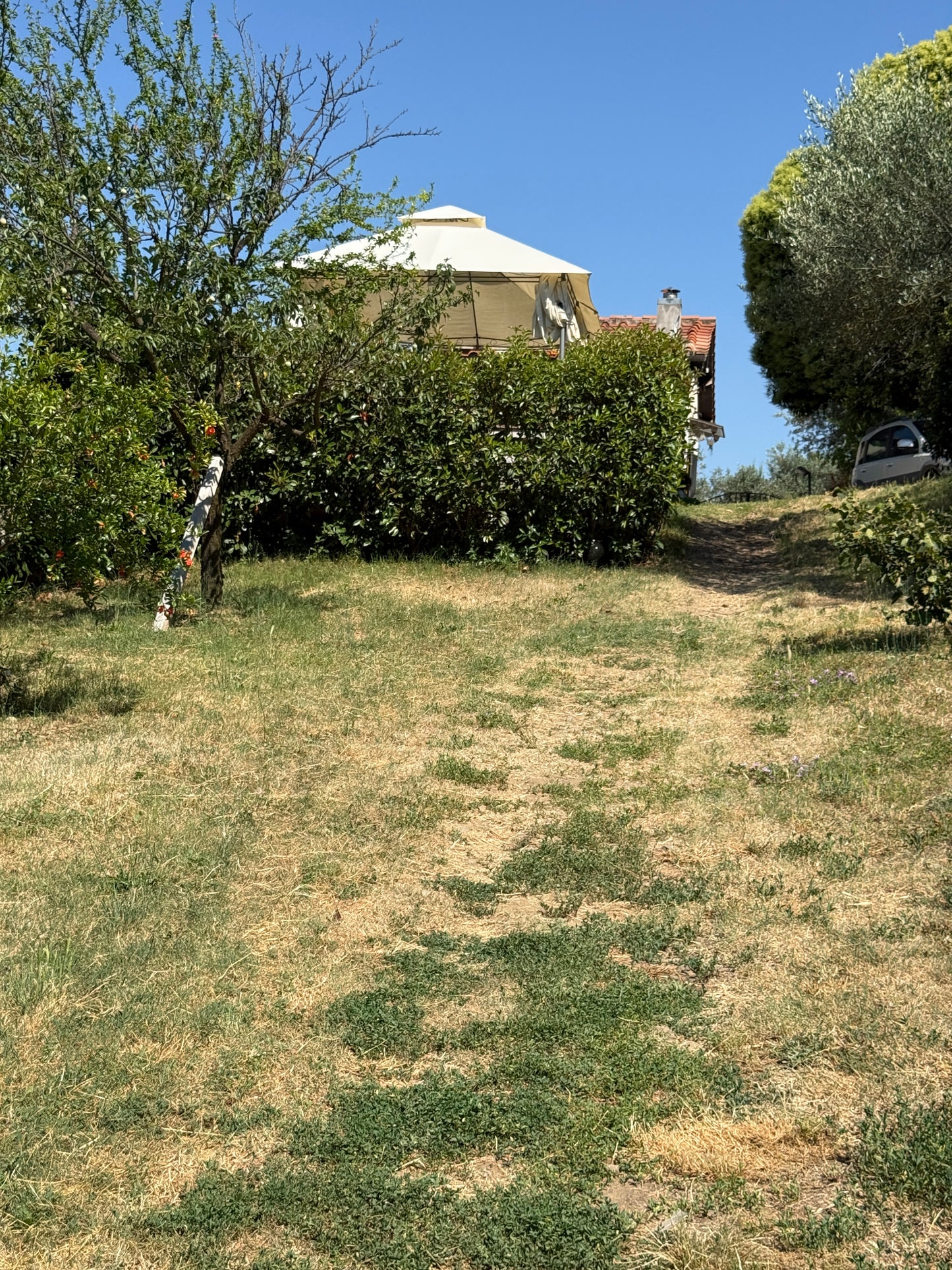 Summer cottage with olive trees in Pergine Valdarno
